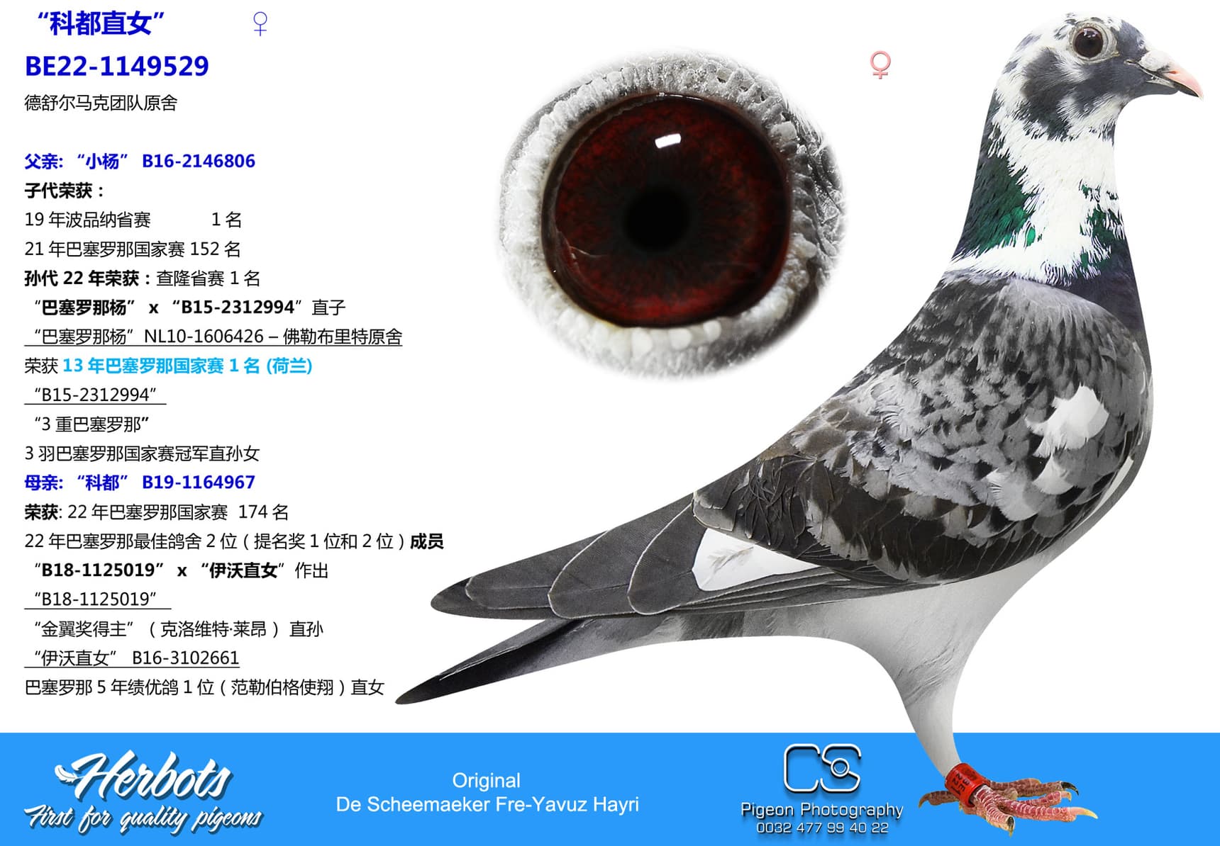 pigeon: “科都直女”