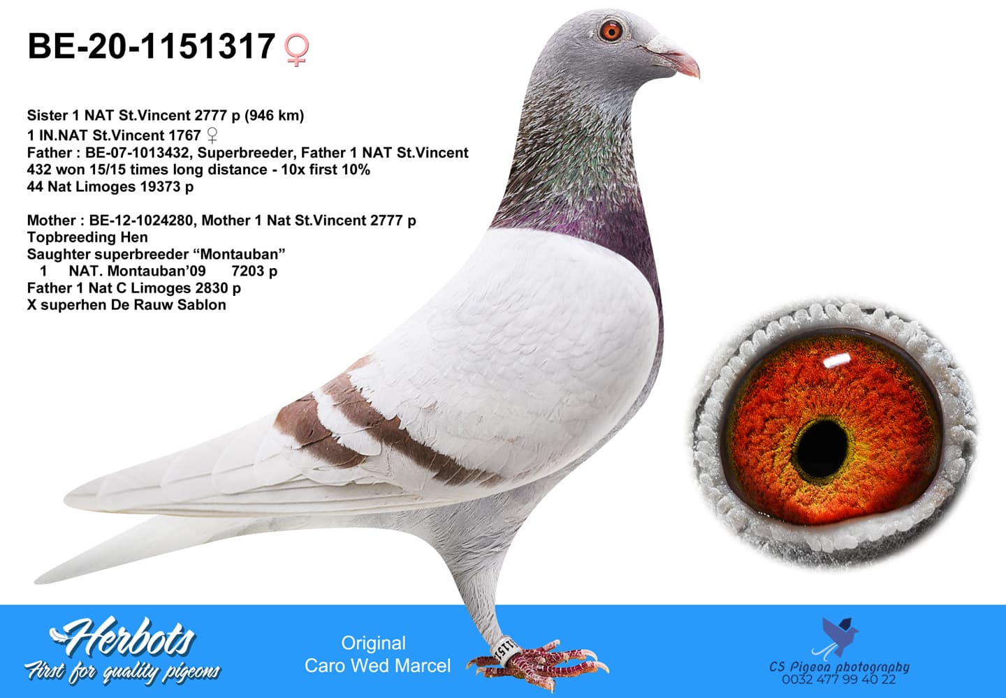 pigeon: undefined