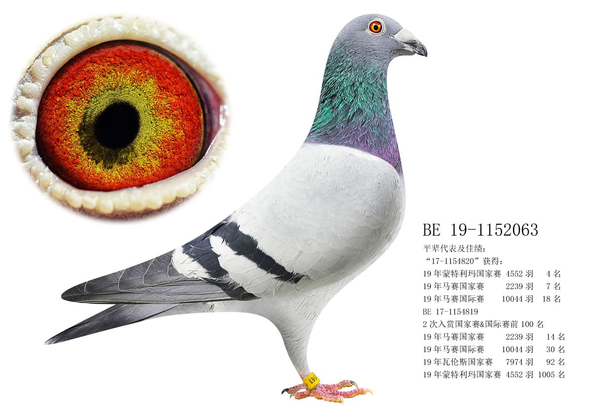 pigeon: undefined