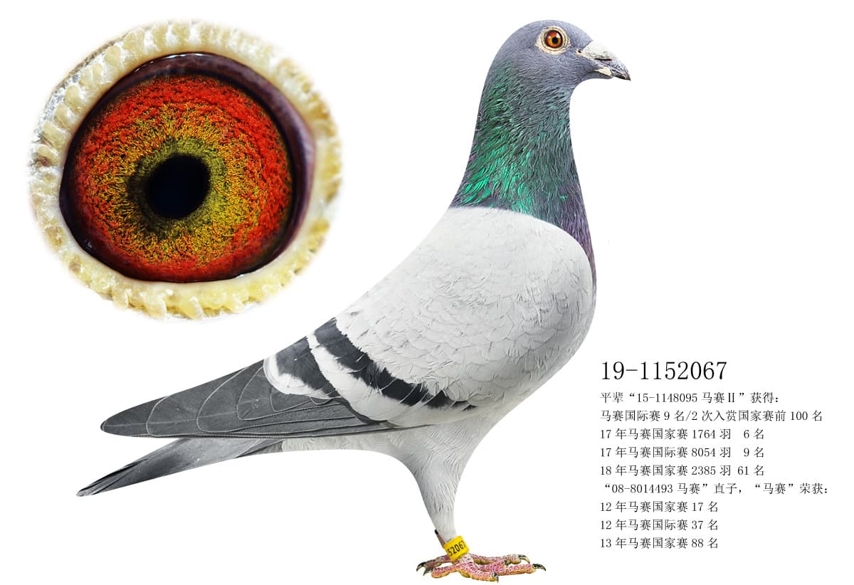 pigeon: undefined