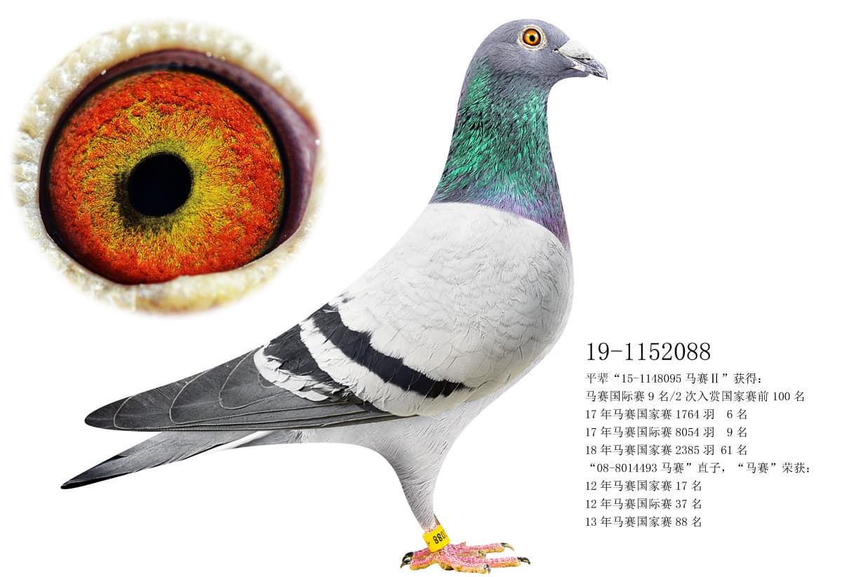pigeon: undefined