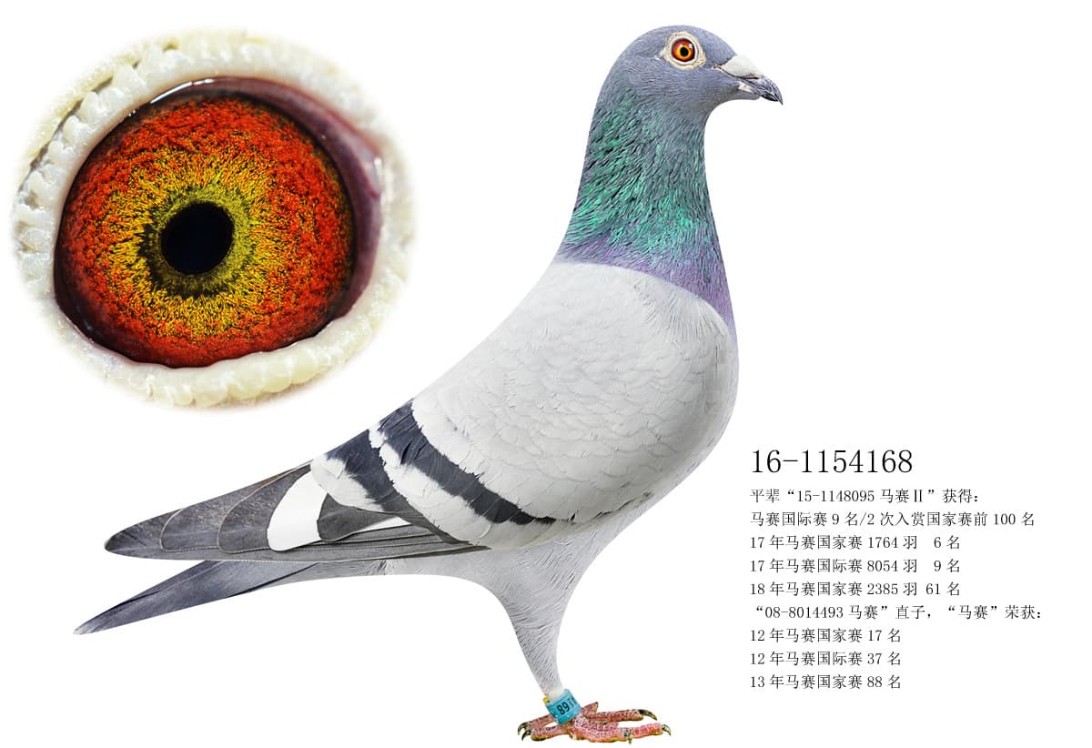 pigeon: undefined