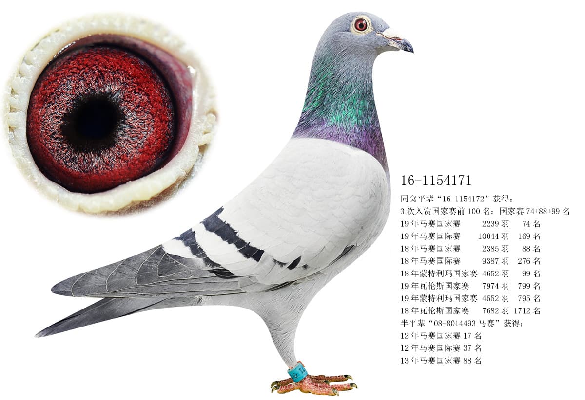 pigeon: undefined