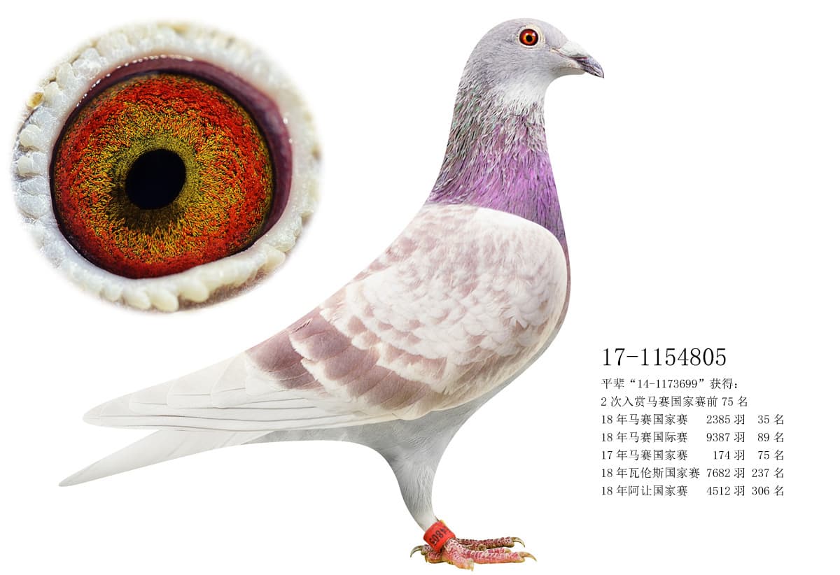 pigeon: undefined