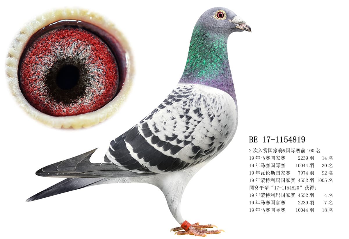 pigeon: undefined