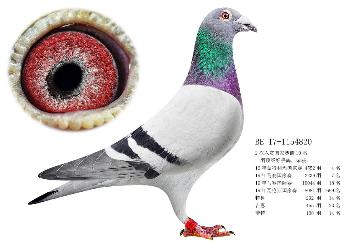 pigeon: undefined