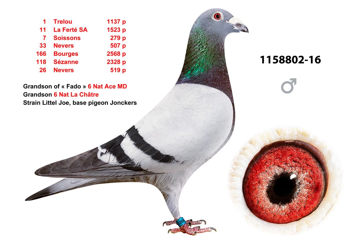 pigeon: undefined
