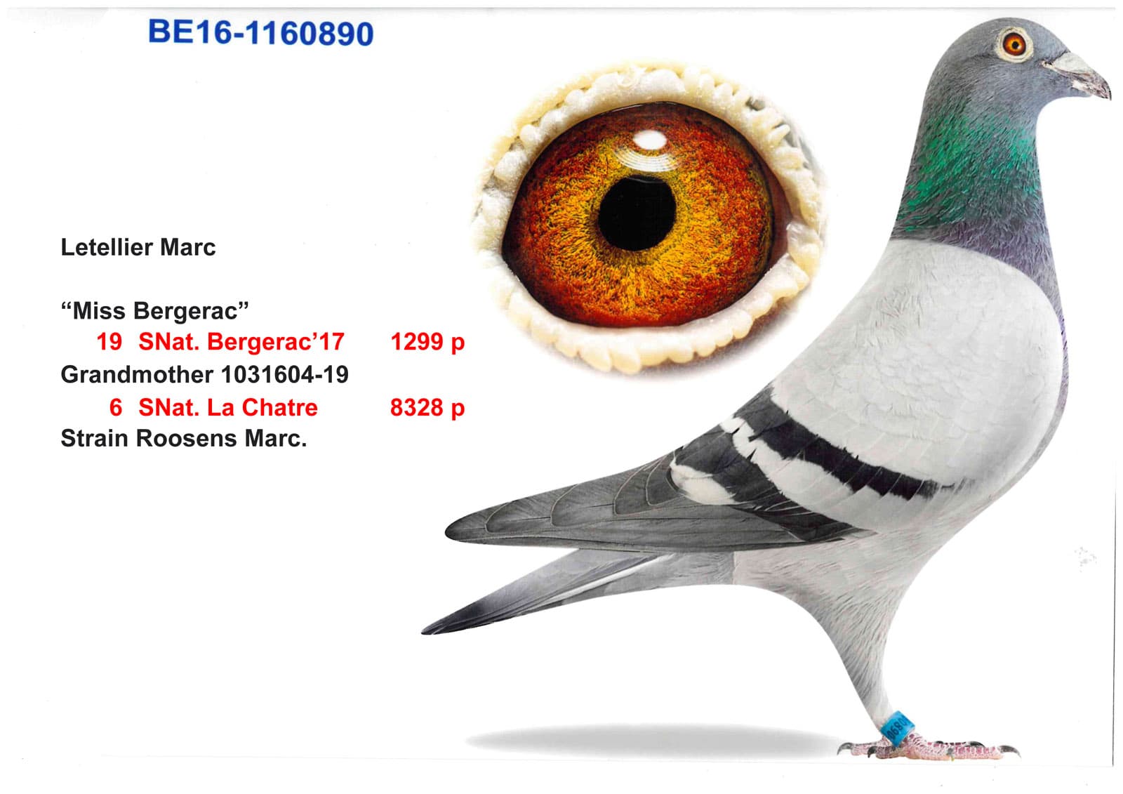 pigeon: undefined