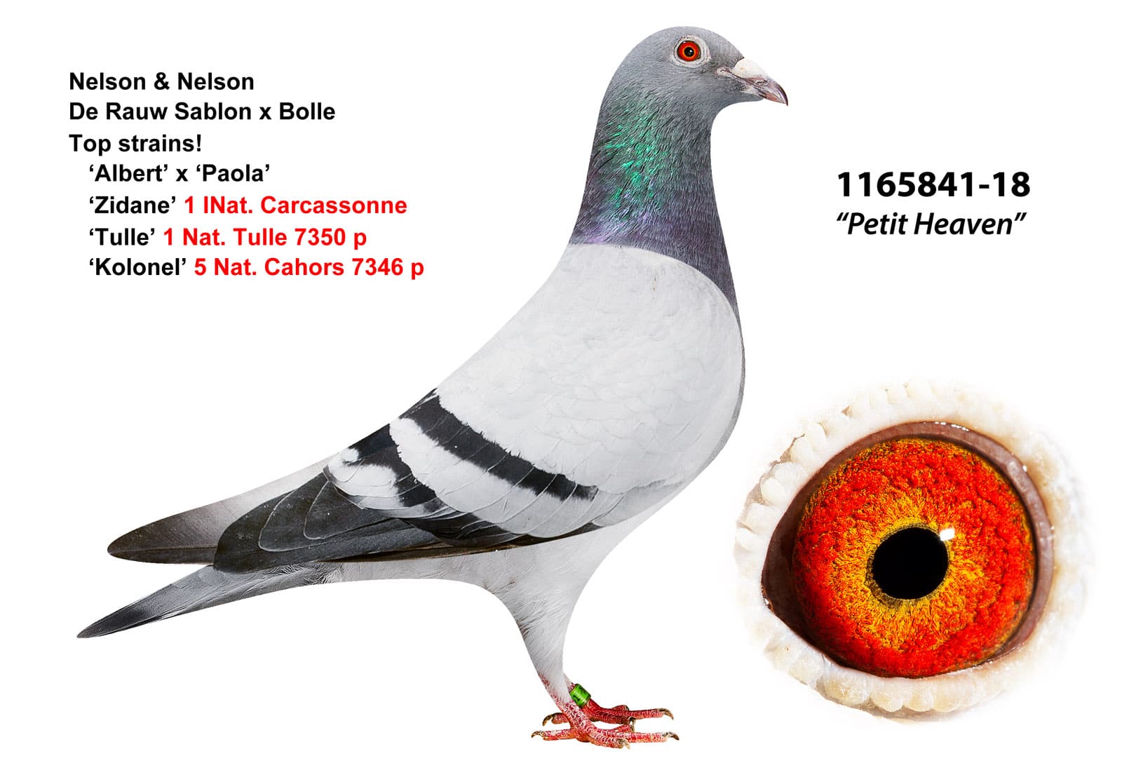 pigeon: undefined