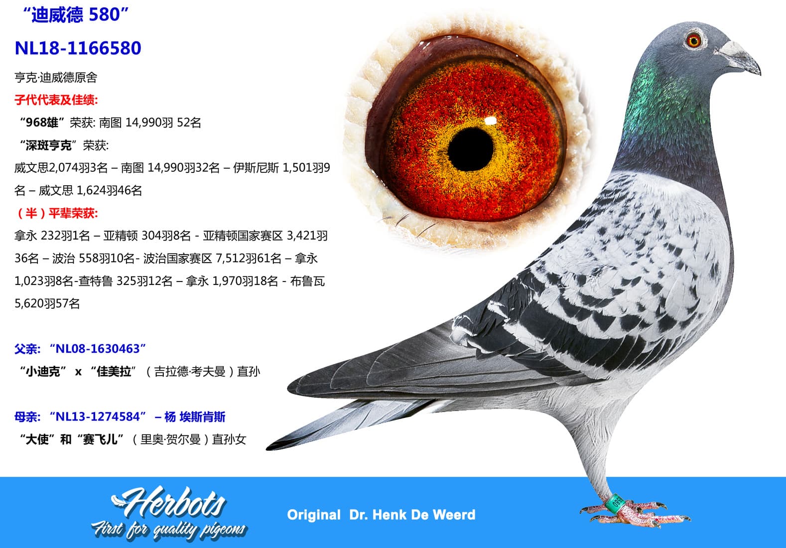 pigeon: undefined