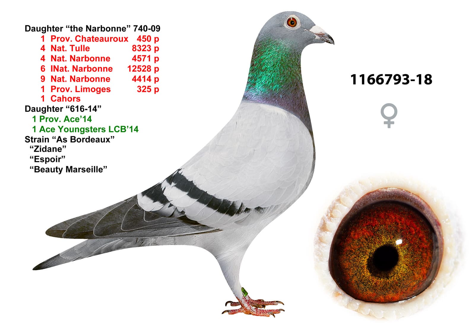 pigeon: undefined
