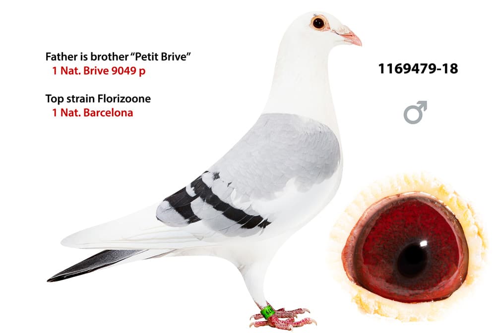 pigeon: undefined