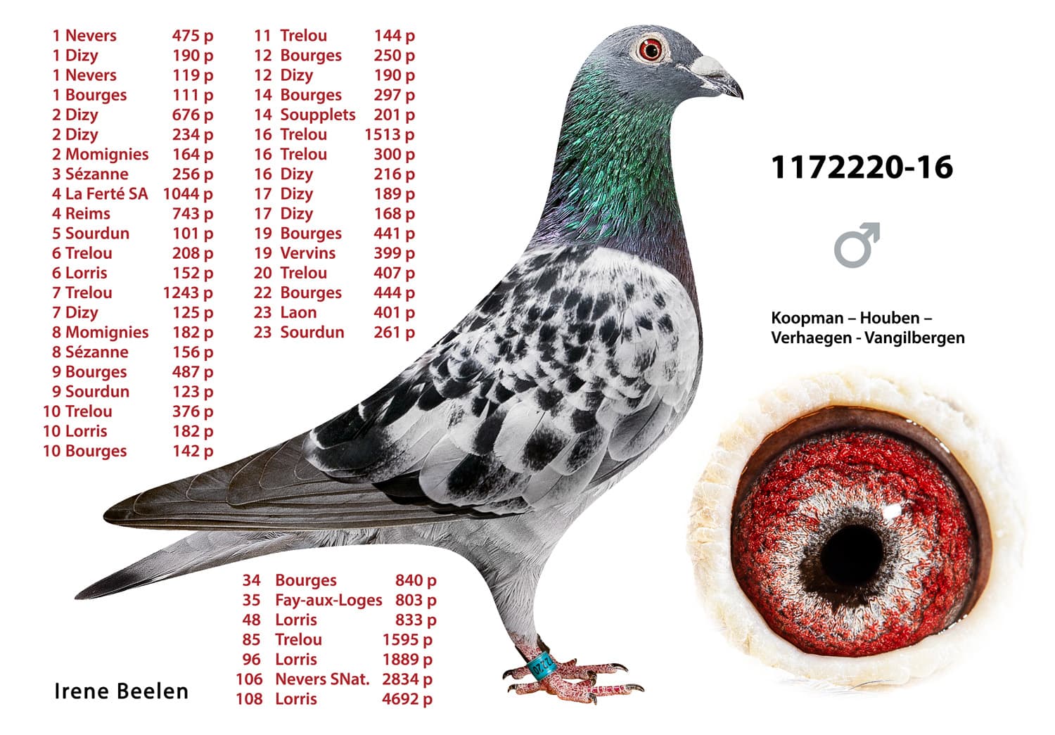 pigeon: undefined