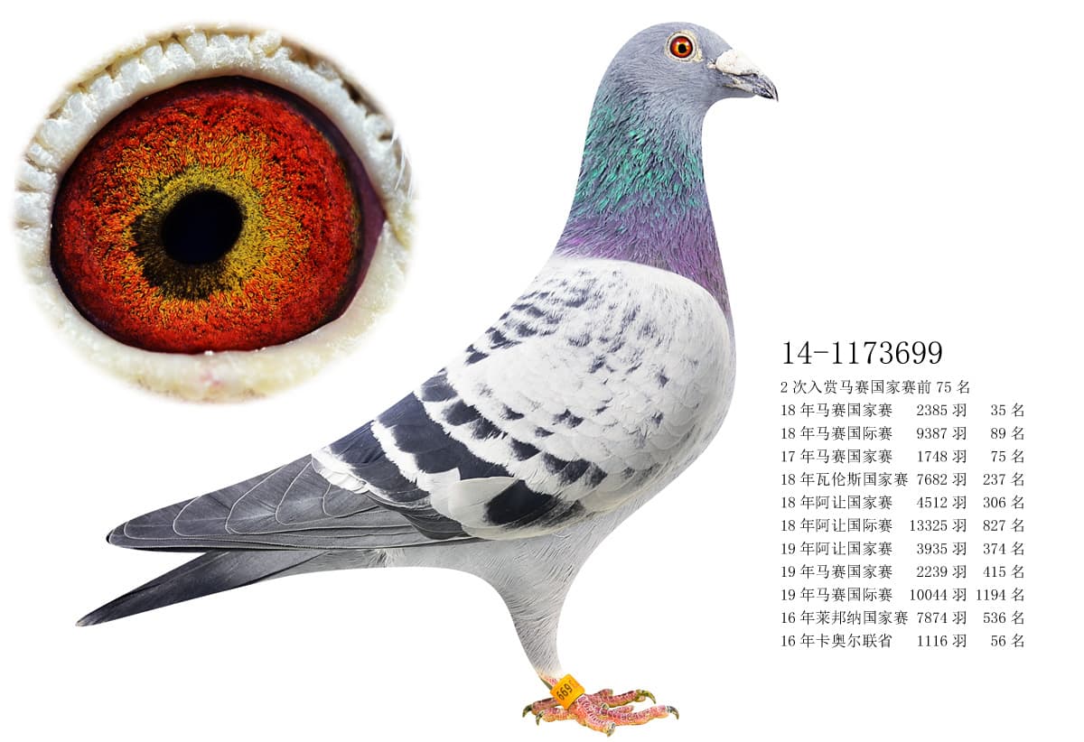 pigeon: undefined