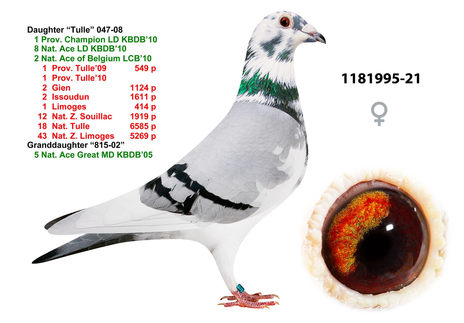 pigeon: undefined