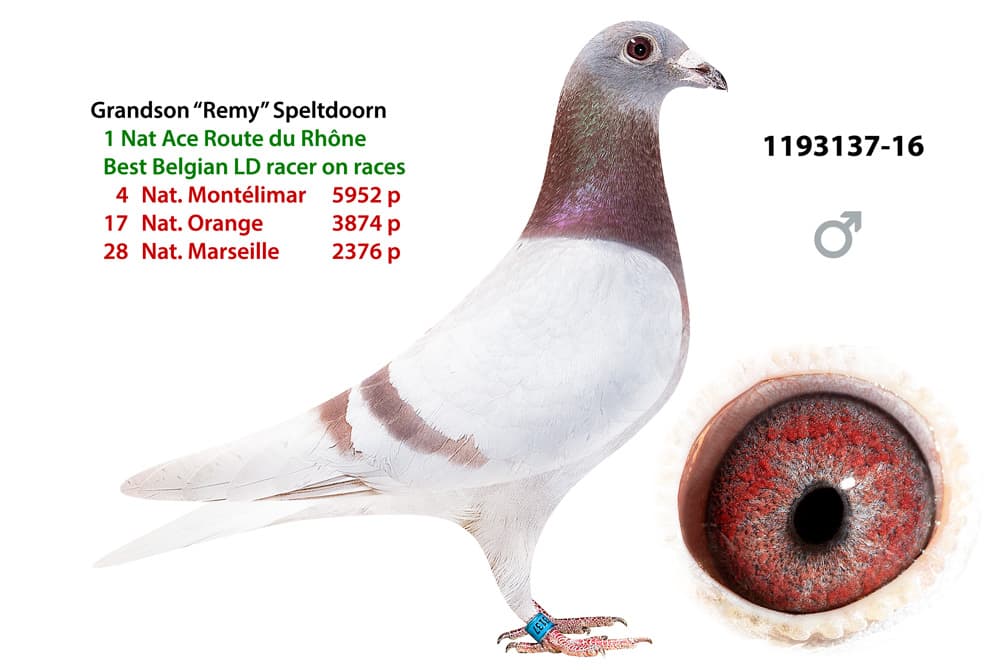 pigeon: undefined