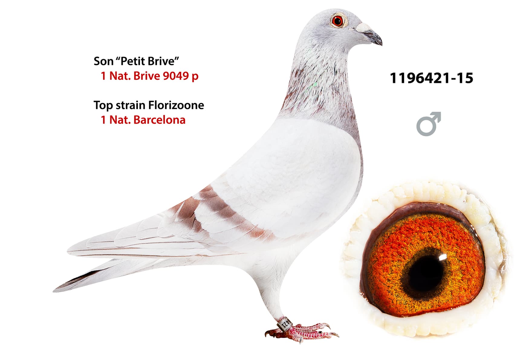 pigeon: undefined