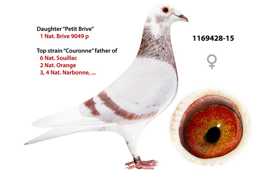 pigeon: undefined