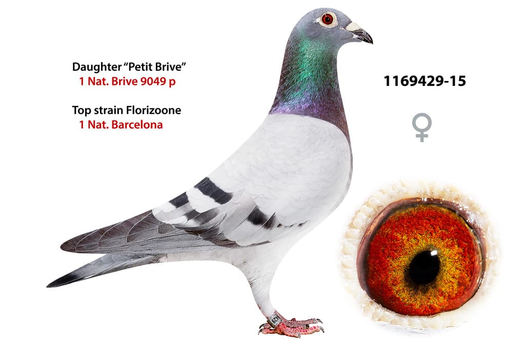 pigeon: undefined
