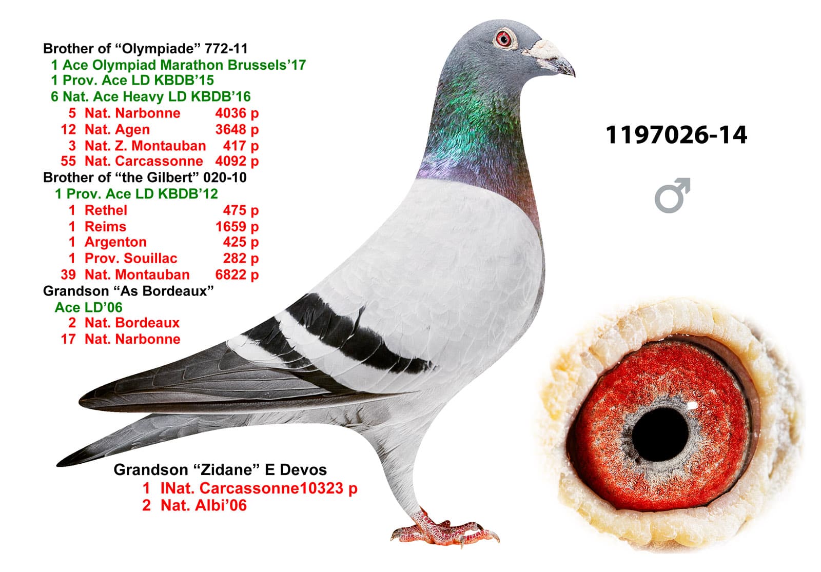 pigeon: undefined
