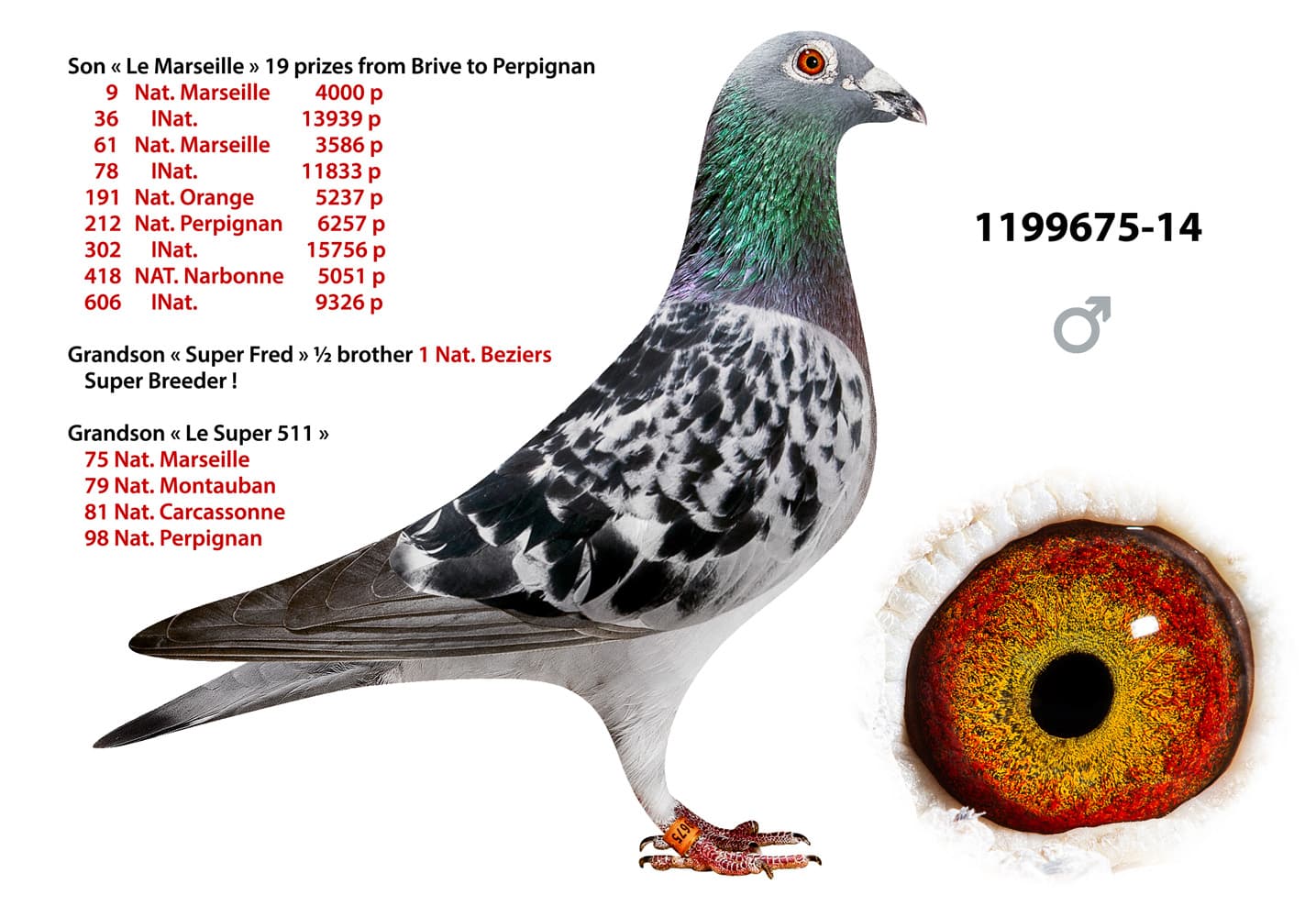 pigeon: undefined
