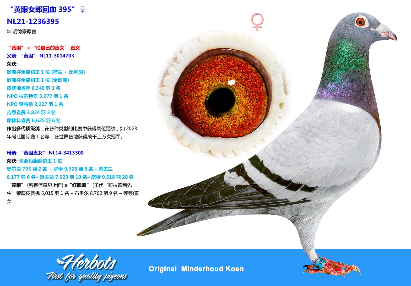 pigeon: undefined