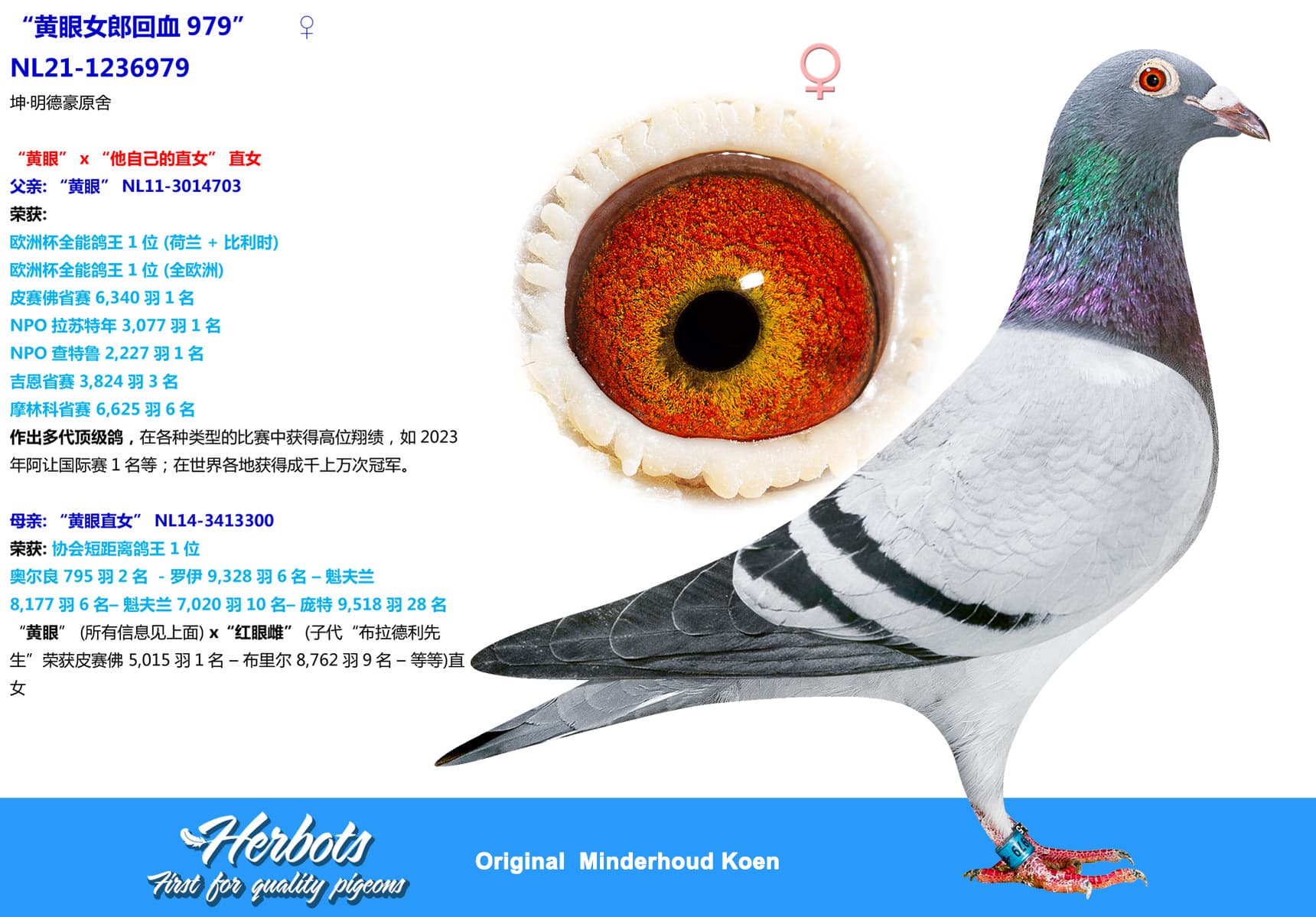 pigeon: undefined
