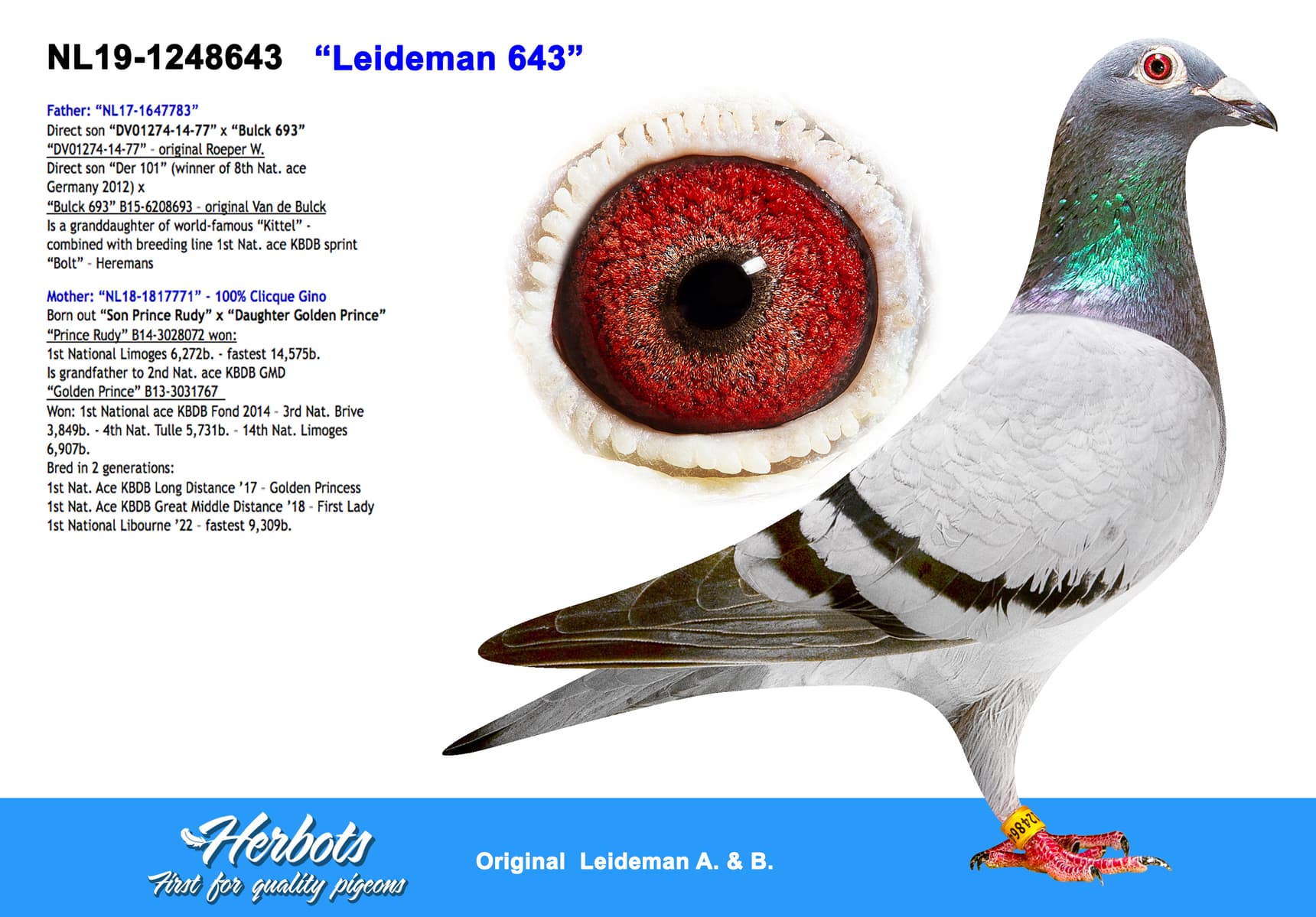 pigeon: undefined