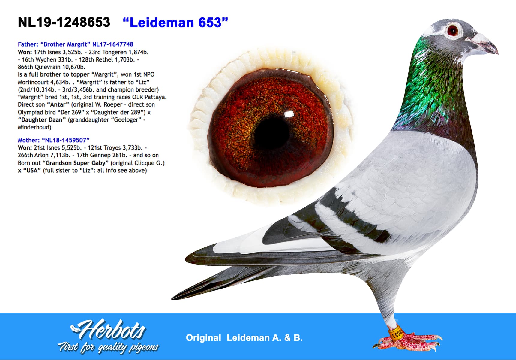 pigeon: undefined