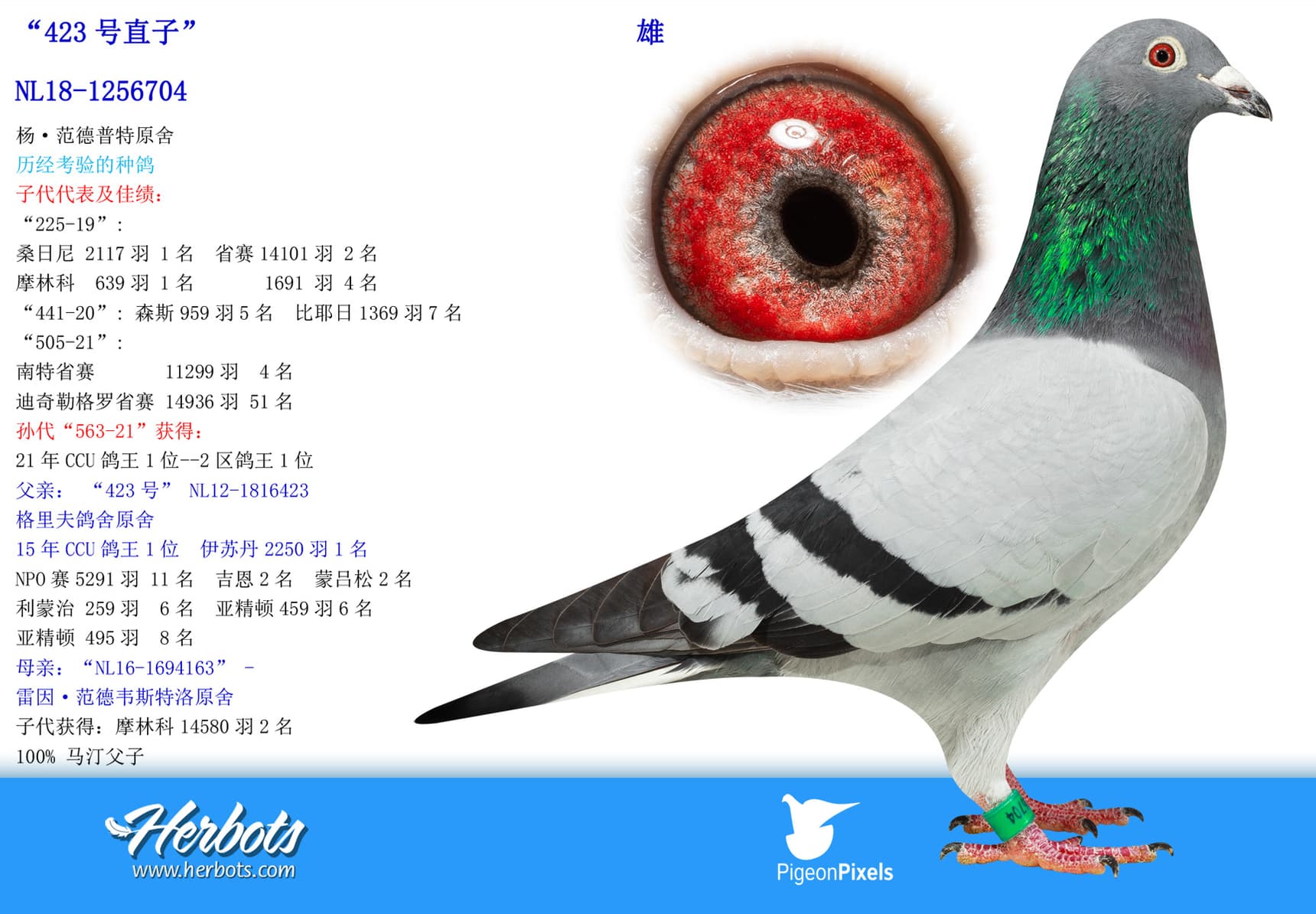 pigeon: undefined