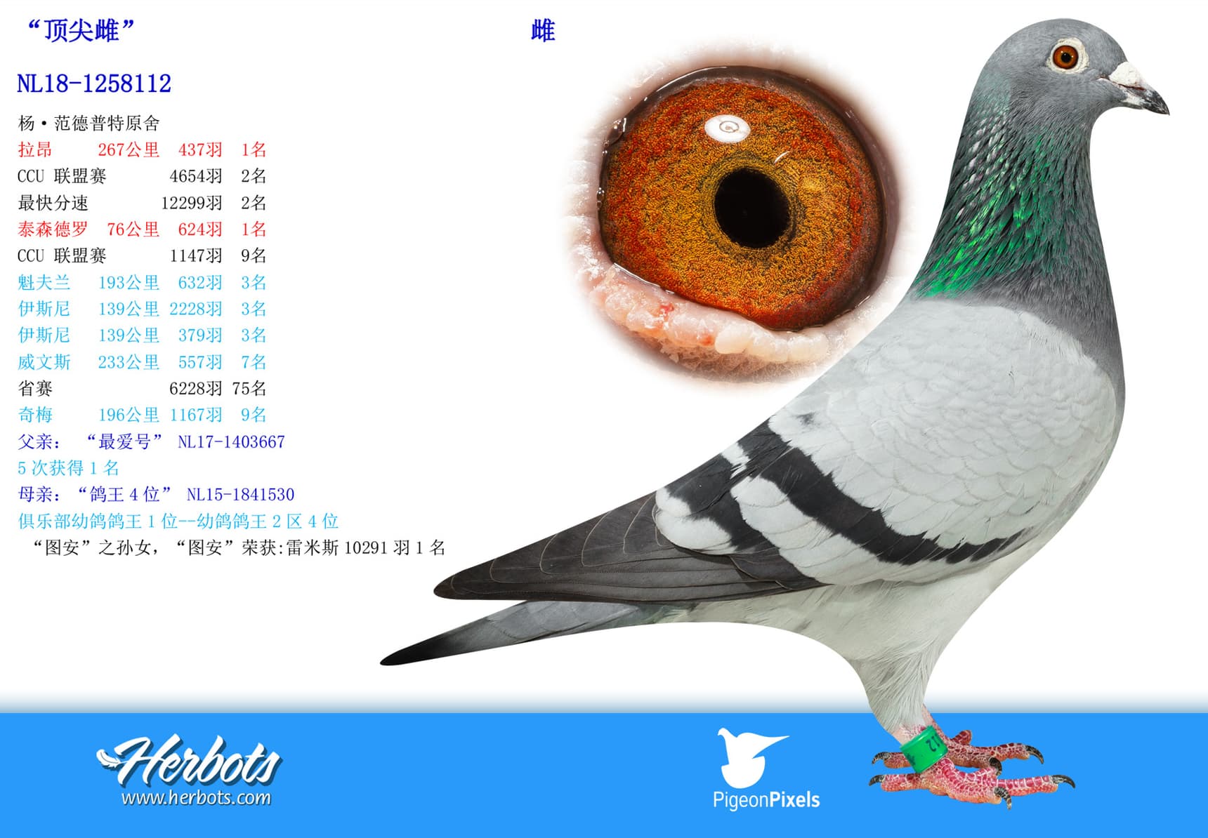 pigeon: undefined