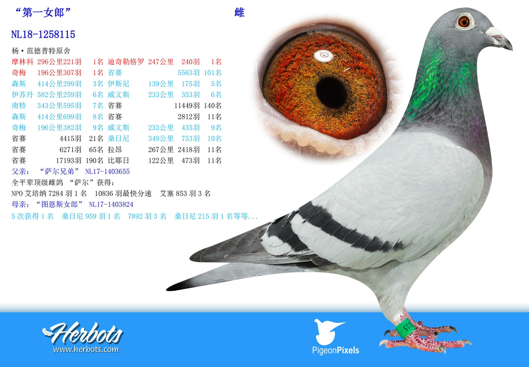 pigeon: undefined