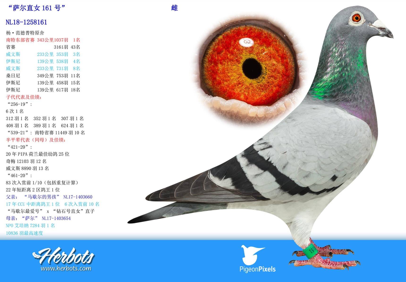 pigeon: undefined