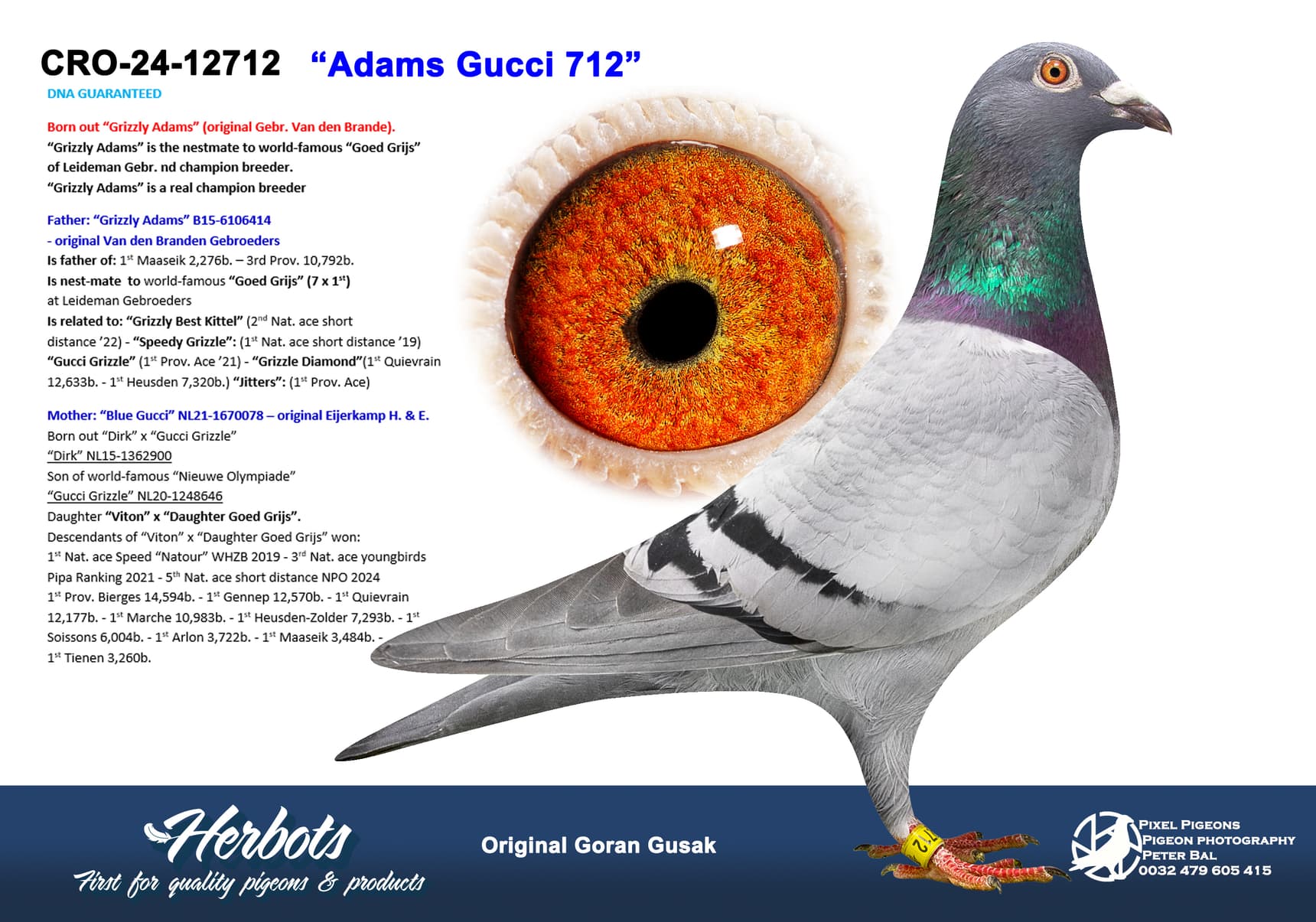 pigeon: undefined