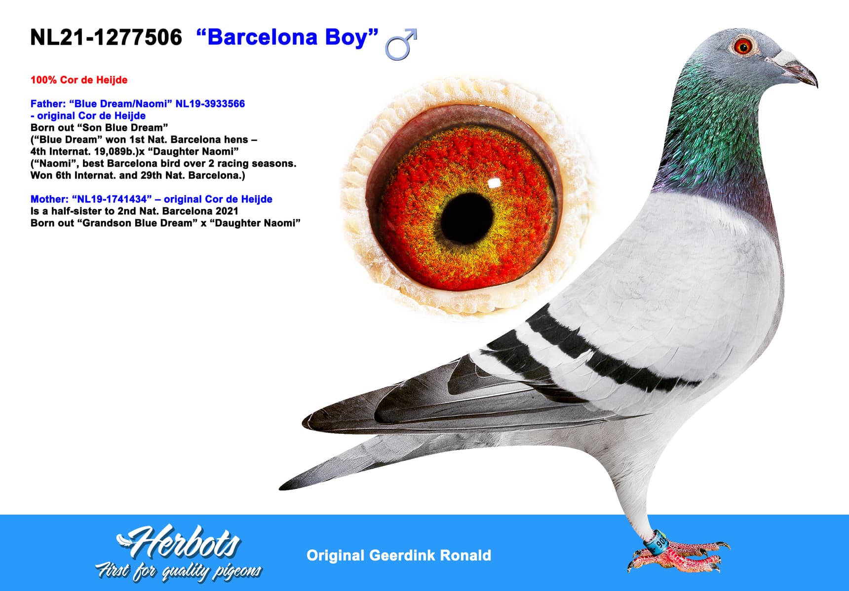 pigeon: undefined