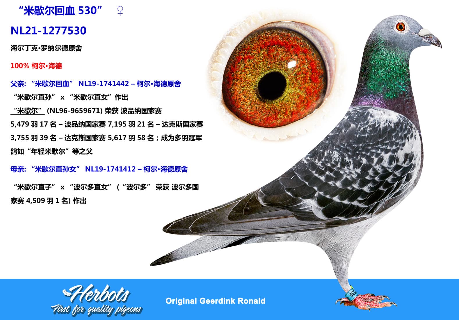 pigeon: undefined