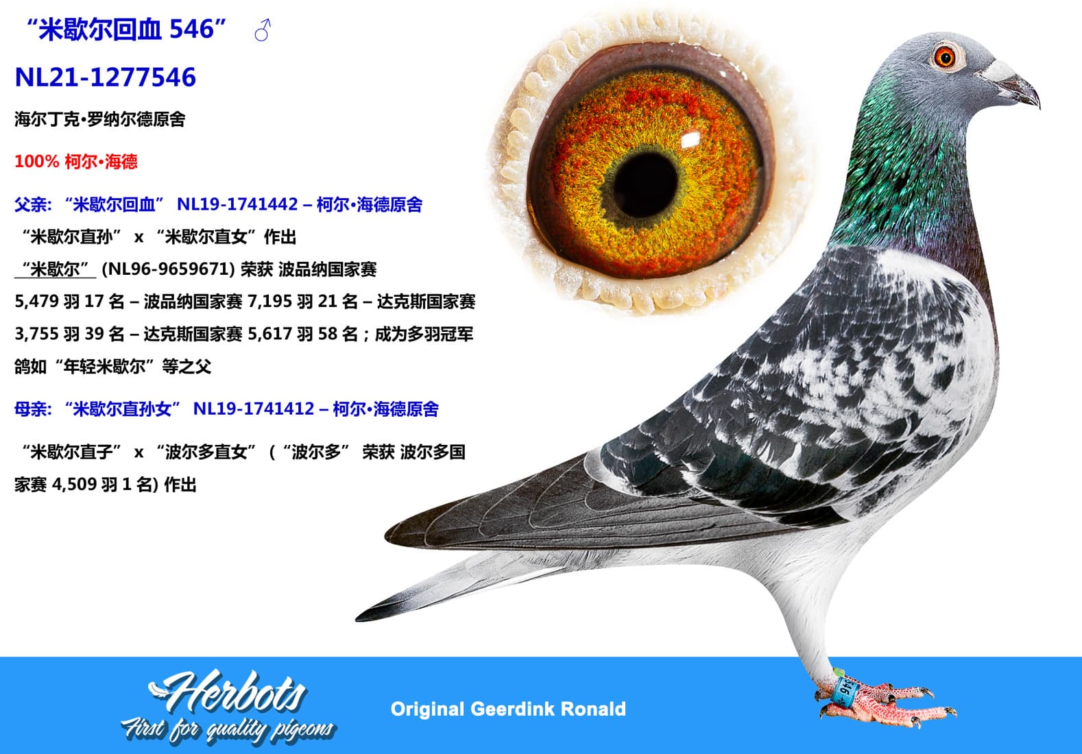 pigeon: undefined