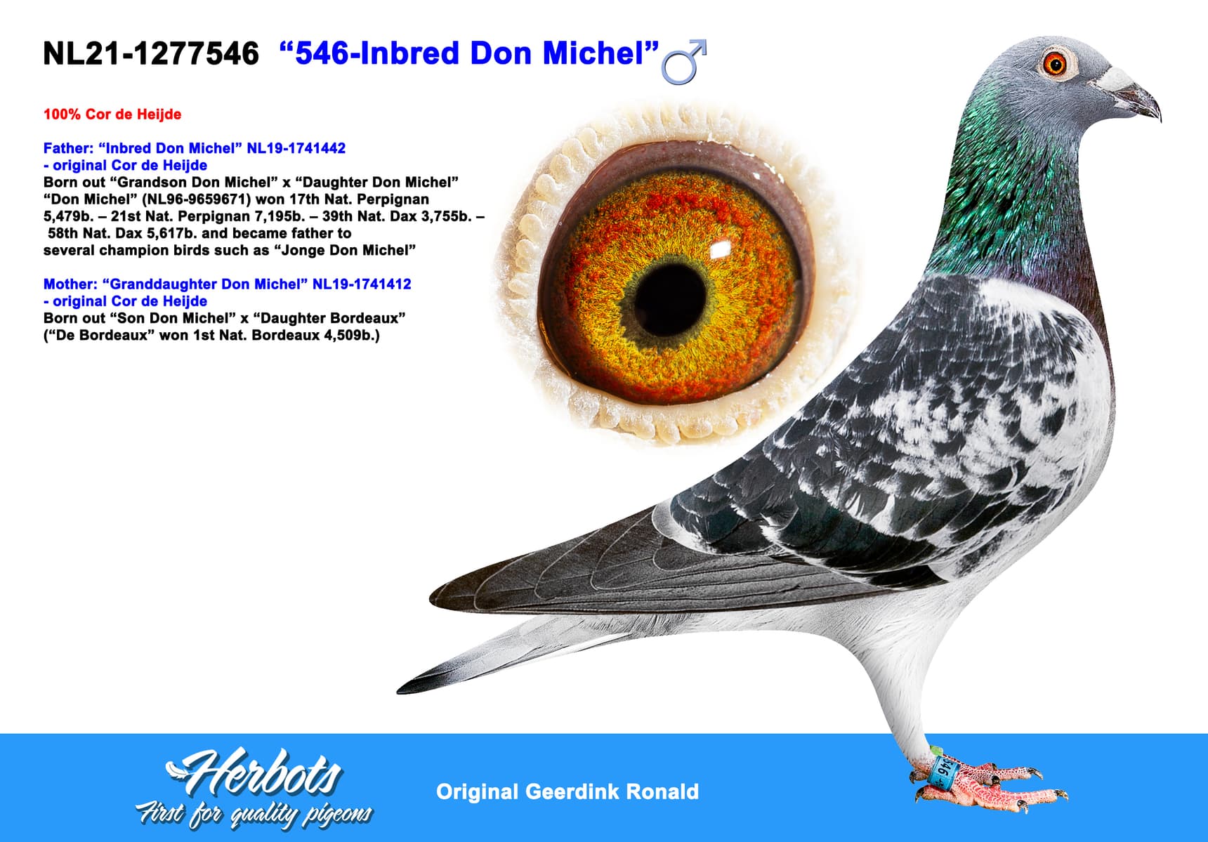 pigeon: undefined
