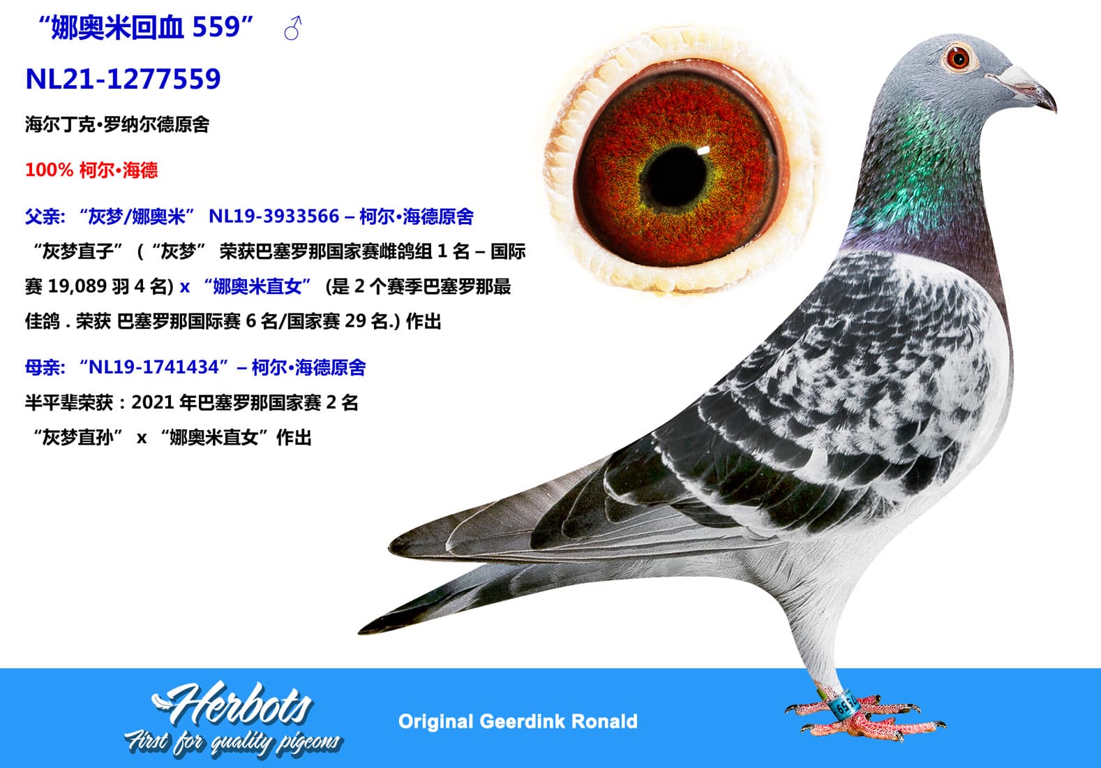 pigeon: undefined