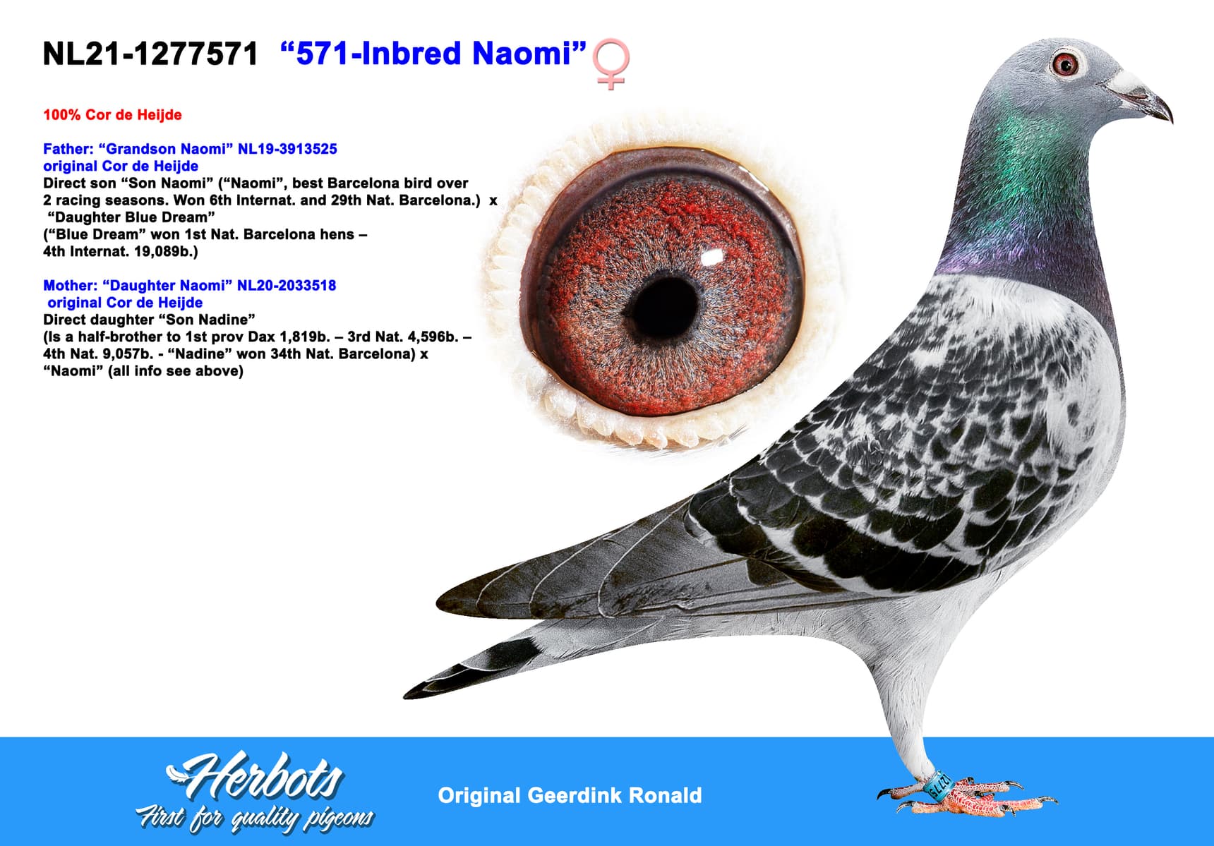 pigeon: undefined