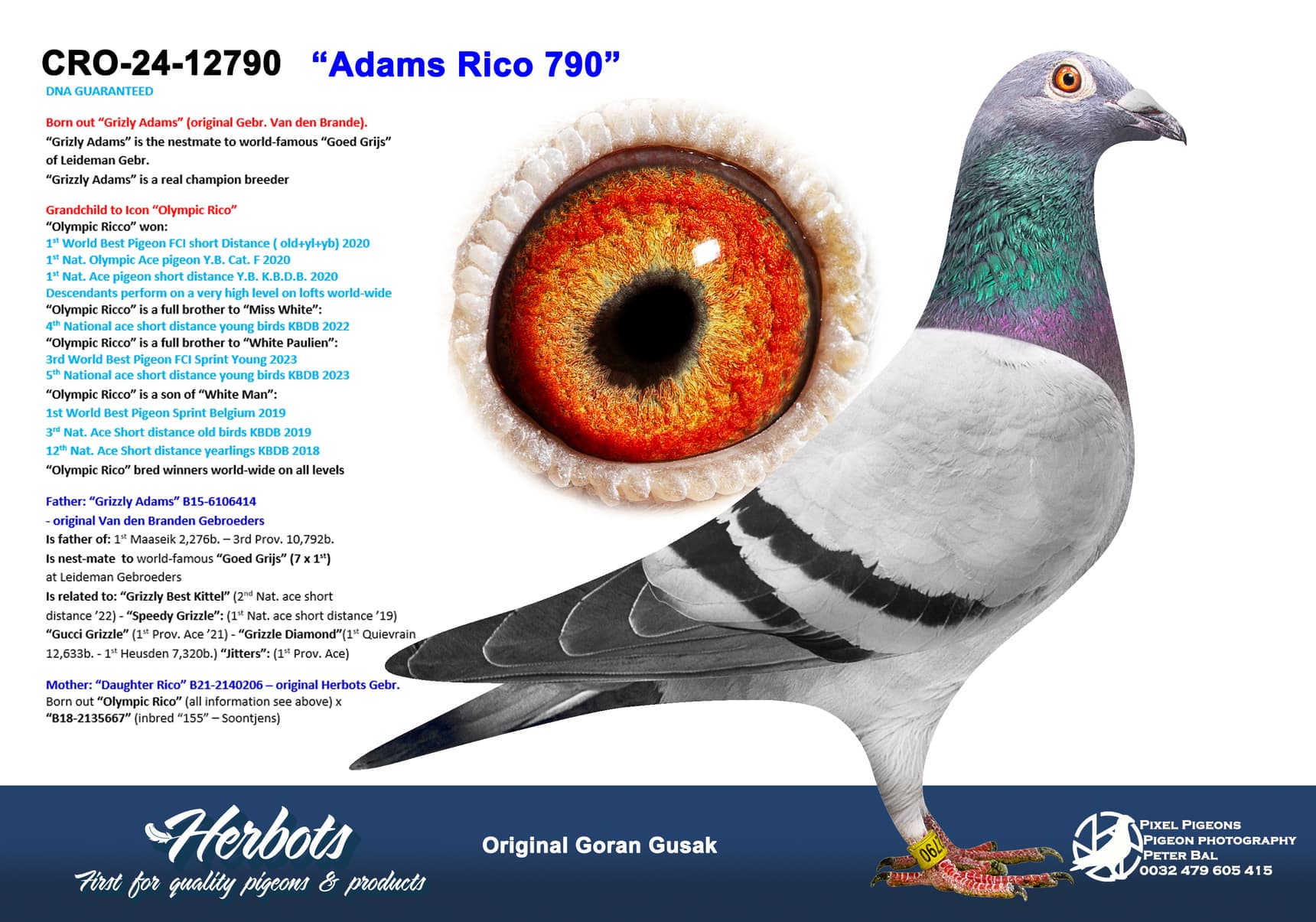 pigeon: undefined