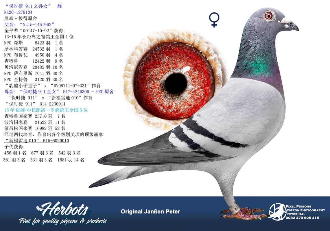 pigeon: undefined
