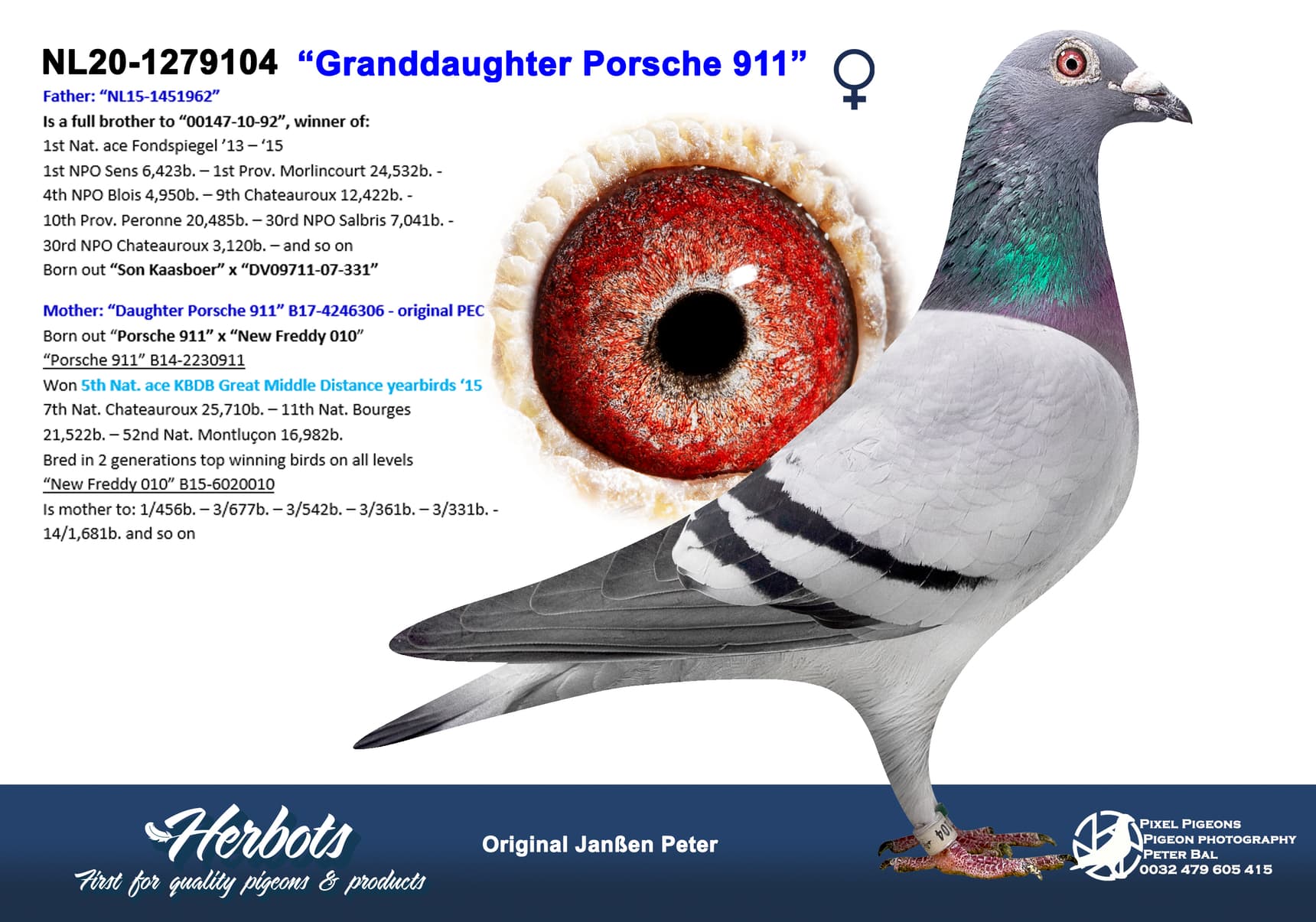 pigeon: undefined