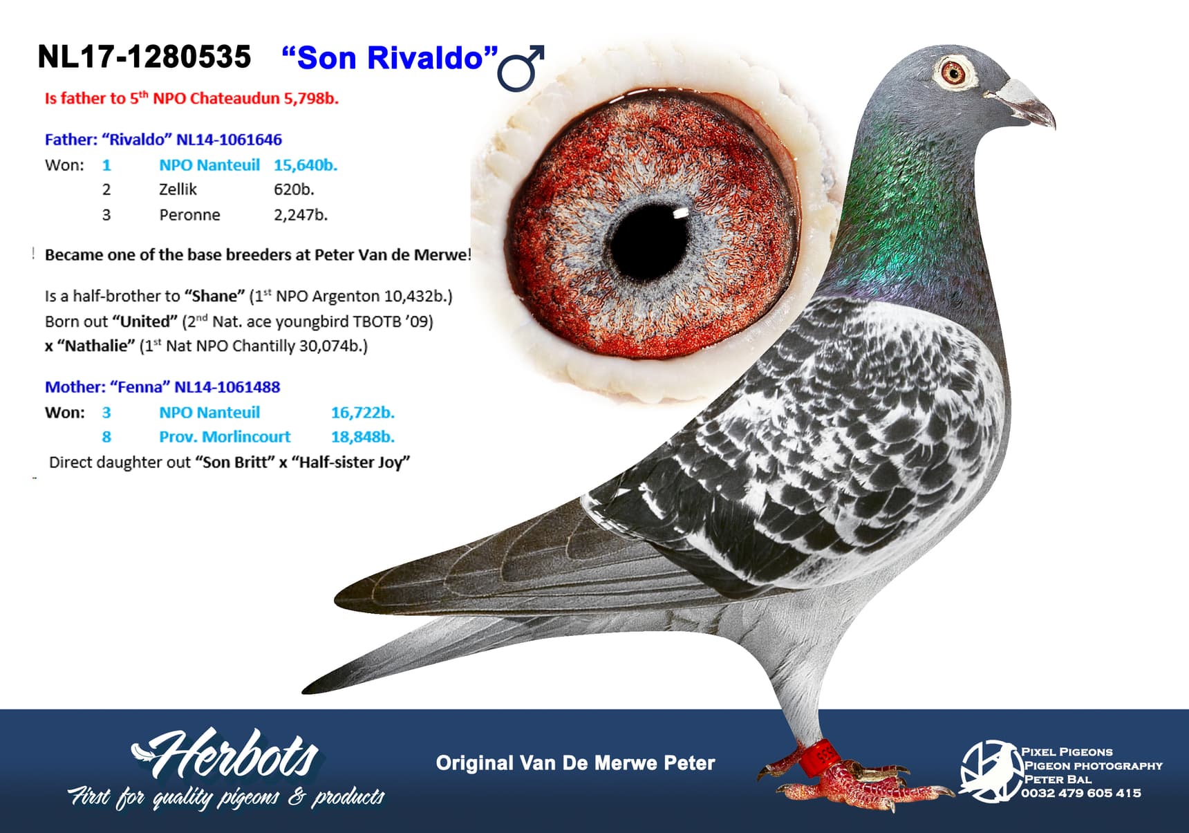 pigeon: undefined