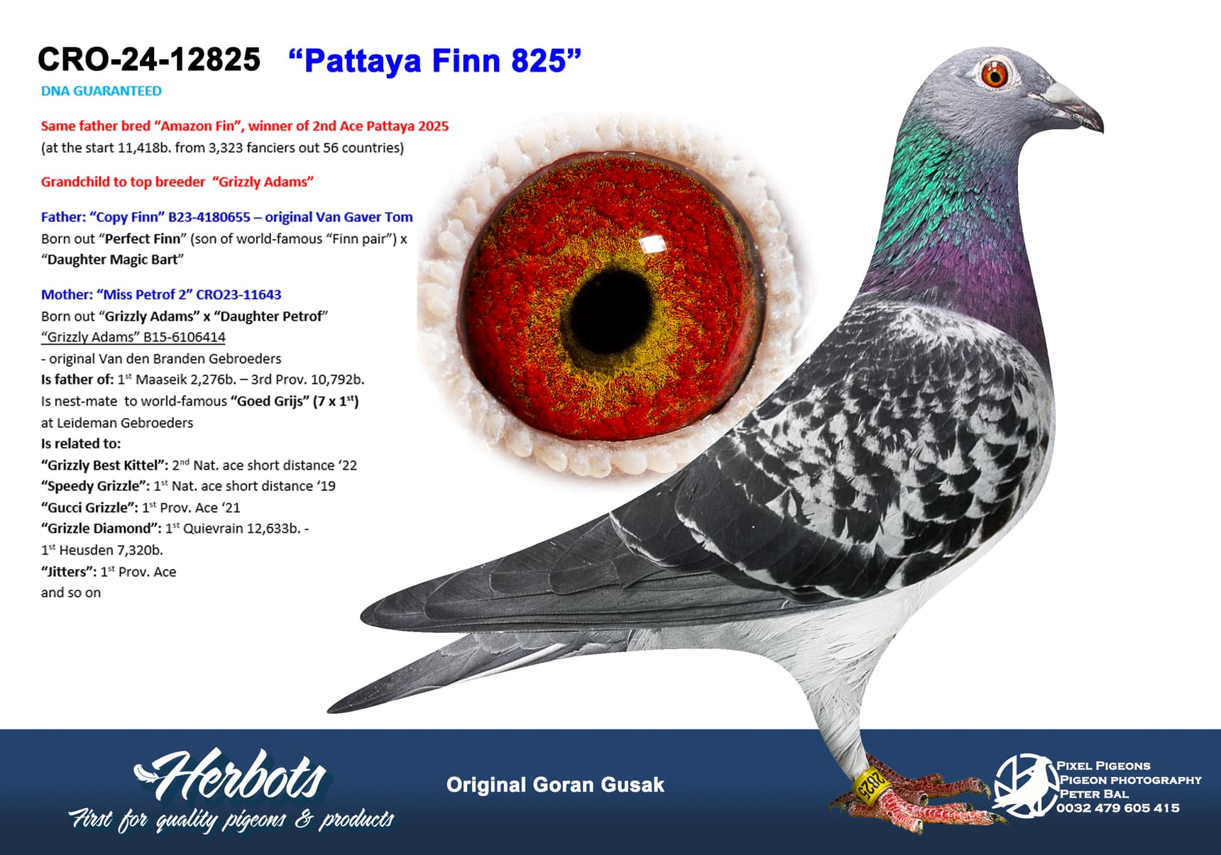 pigeon: undefined