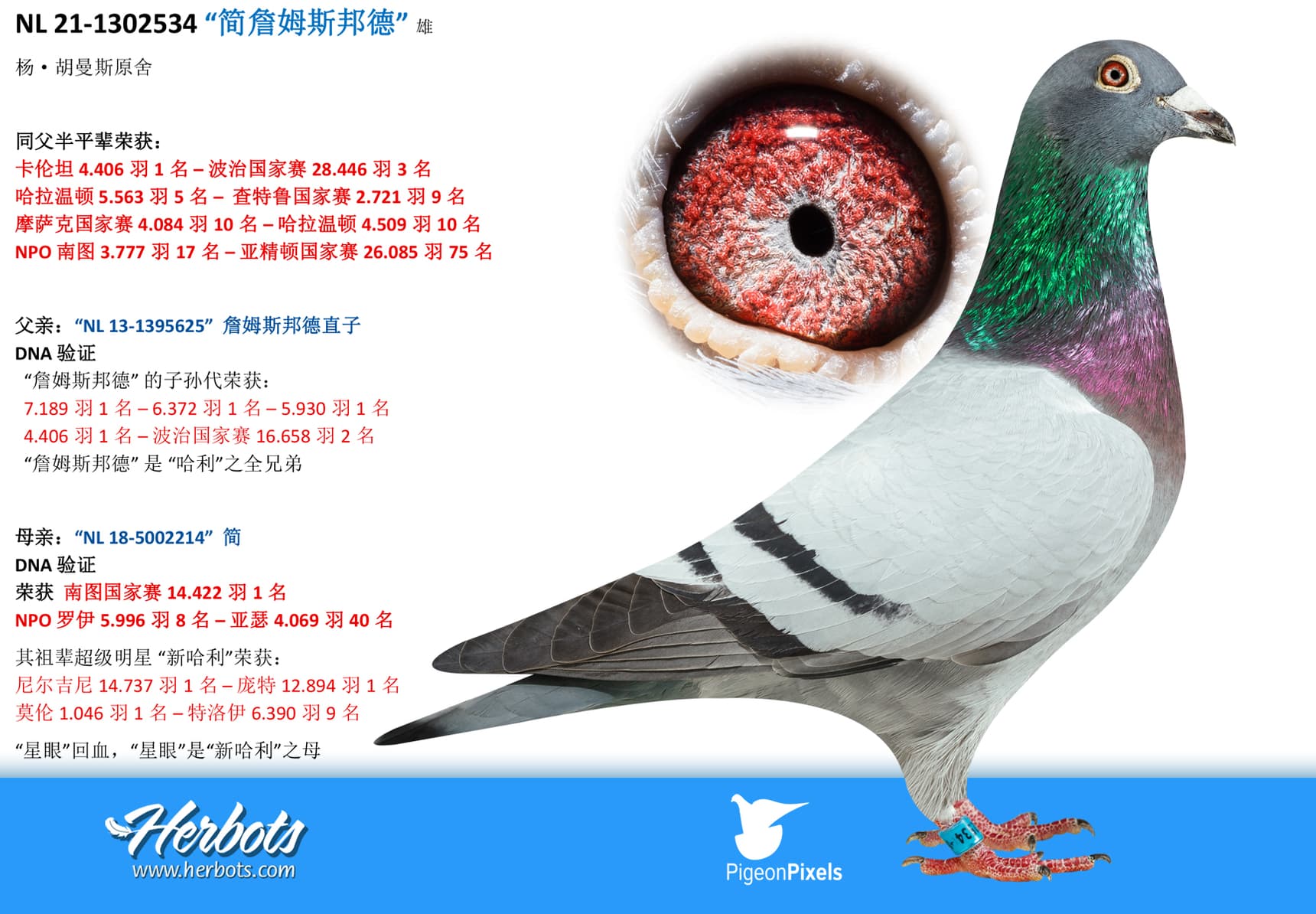 pigeon: undefined