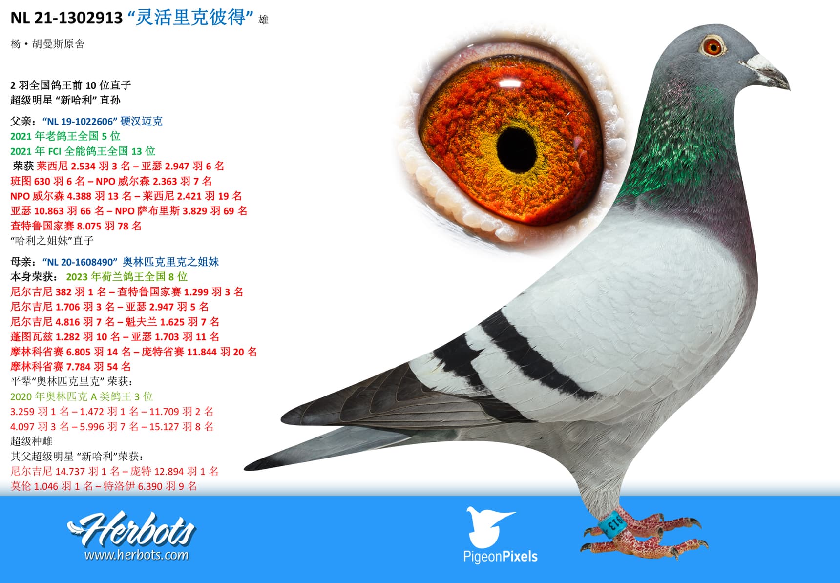 pigeon: undefined