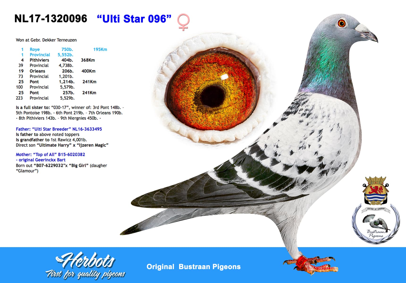 pigeon: undefined