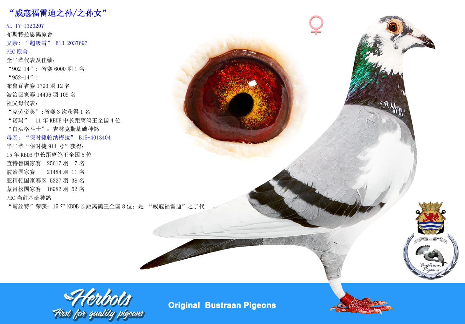 pigeon: undefined