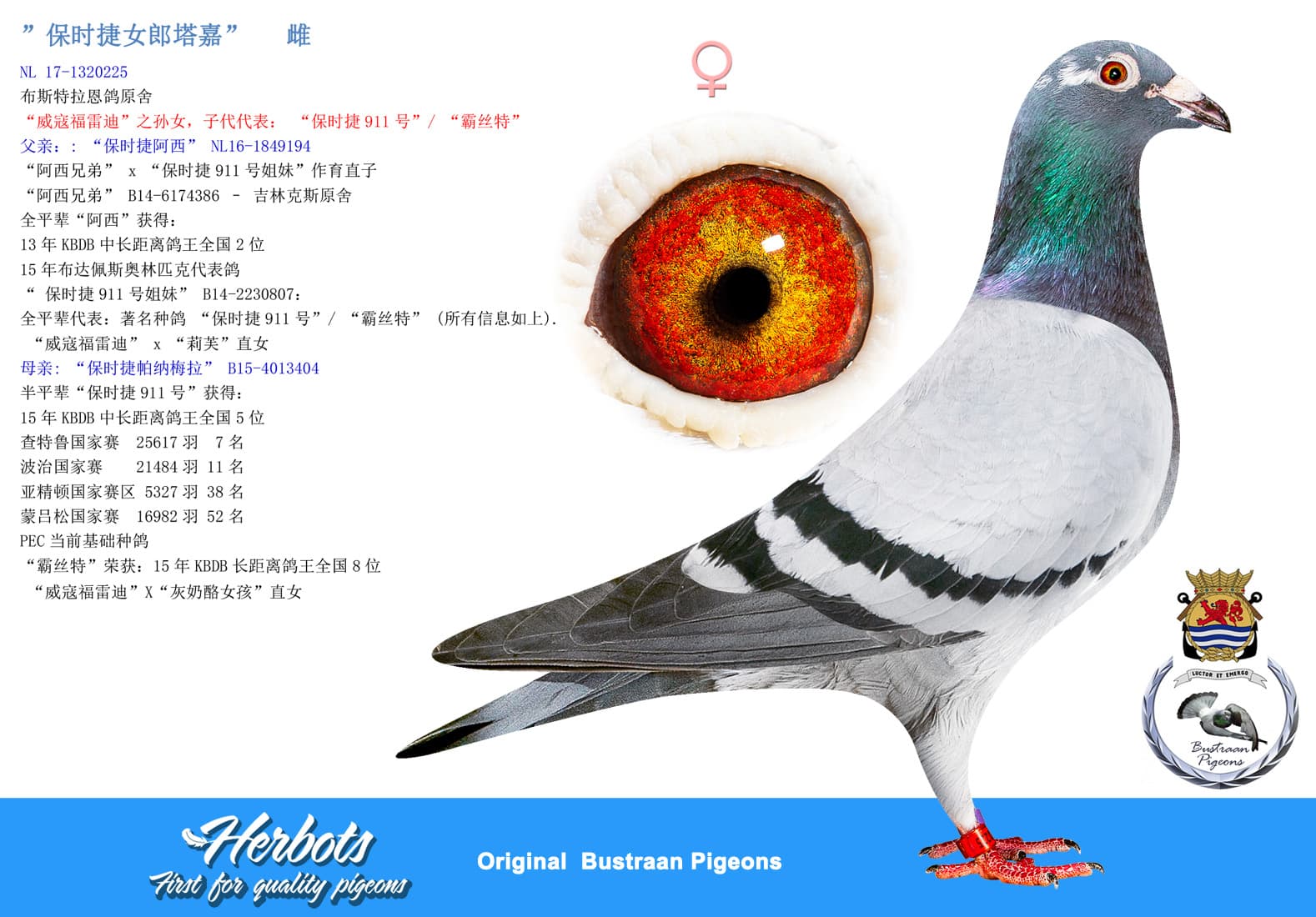 pigeon: undefined